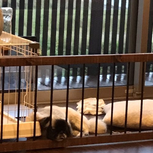 本日のソラシ君