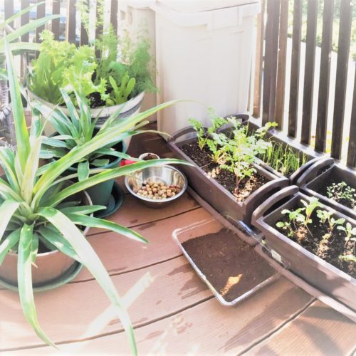 雨が降った翌日は
